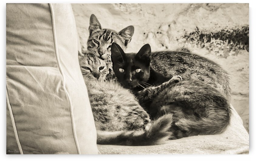 Three stray cats snuggled on the sofa by Marco Sales