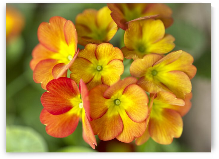 Flaming Katy Orange Flower by Iris H Richardson