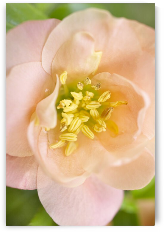 Peach Quince Floral Macro by Iris H Richardson