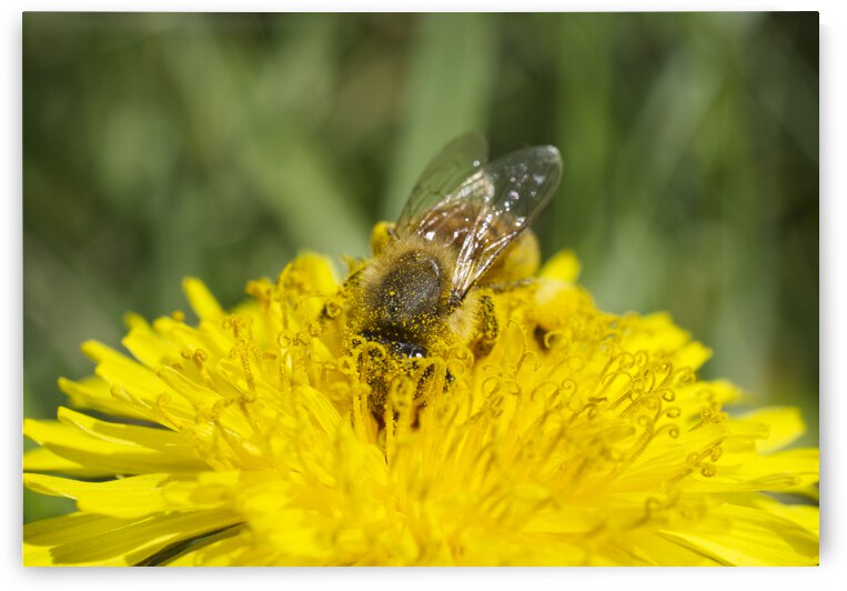 Honeybee with Closed Wings on Dandelion by Iris H Richardson