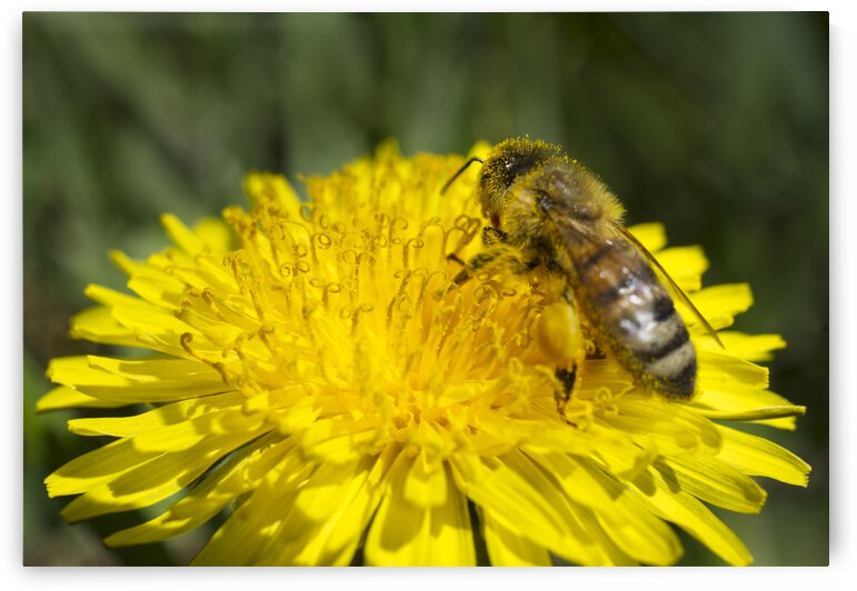 Honeybee on Dandelion with Beesknee and Pollen Head by Iris H Richardson