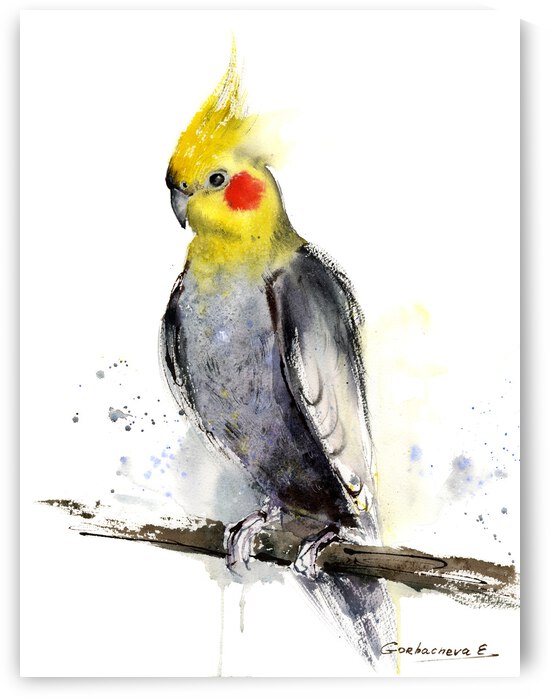 Cockatiel  by Eugenia Gorbacheva