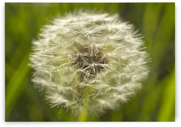 Dandelion Puffball Side View by Iris H Richardson