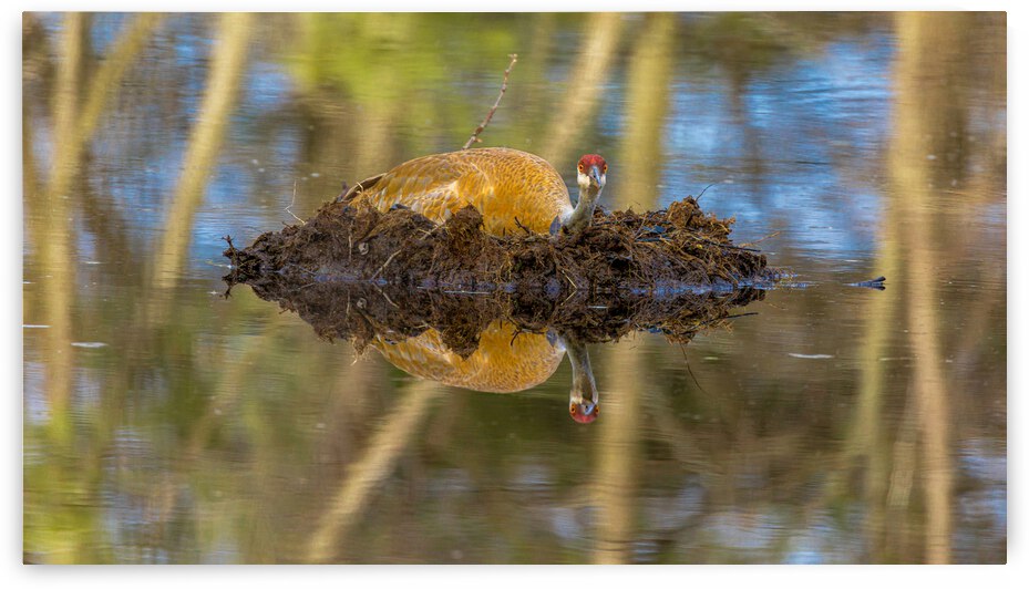 Sandhill crane on nest by Joe Riederer