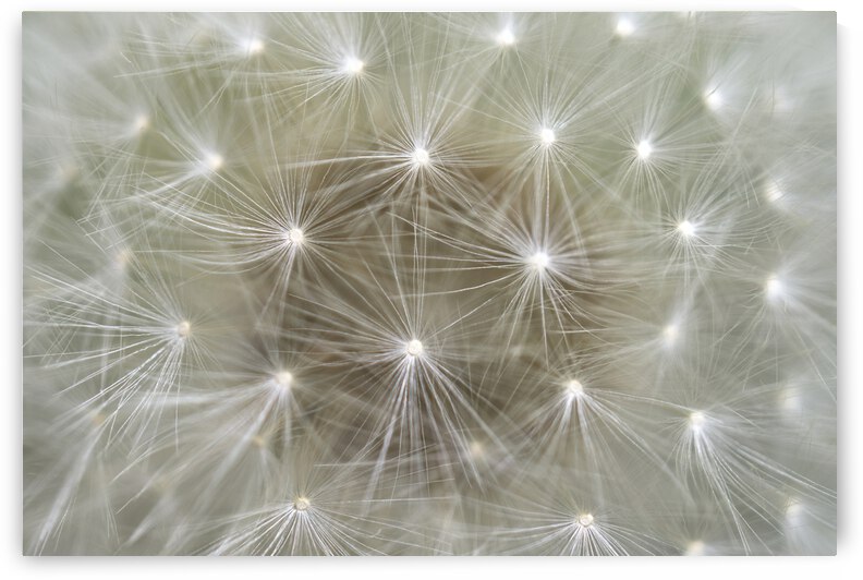 Dandelion Puffball Superpowers by Iris H Richardson