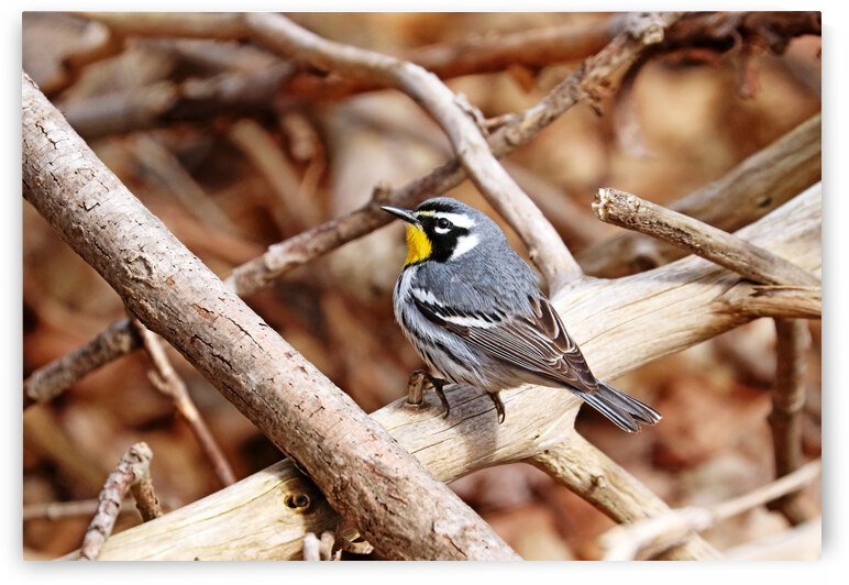Thoughtful Yellow Throated Warbler by Deb Oppermann