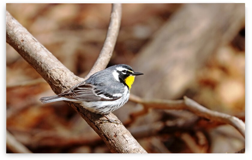 Looking Toward The Sun by Deb Oppermann