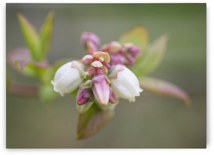 Blueberry Blossoms Opening by Iris H Richardson