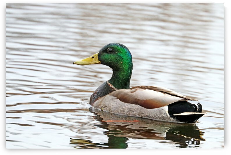 The Mallard In All It s Glory by Deb Oppermann