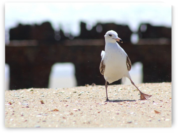 Windy Day on the Beach by The NC Geek