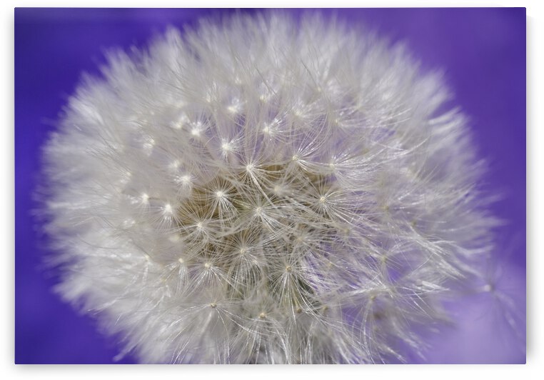 Whole Dandelion Puffball on Purple by Iris H Richardson