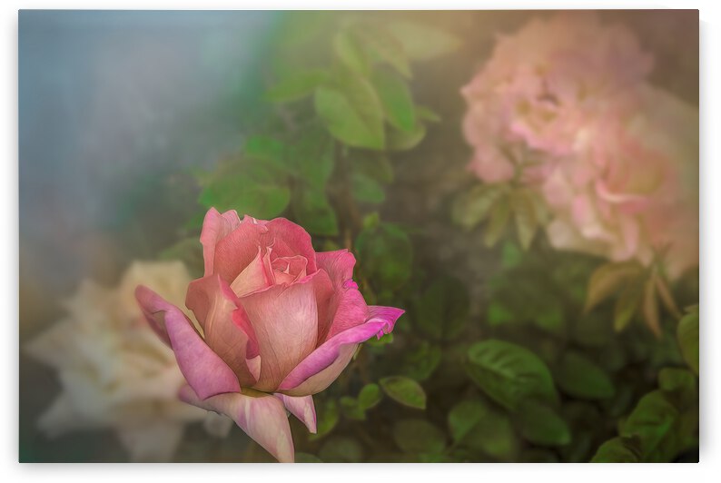 A Rose for Mother by Shelia Hunt Photography