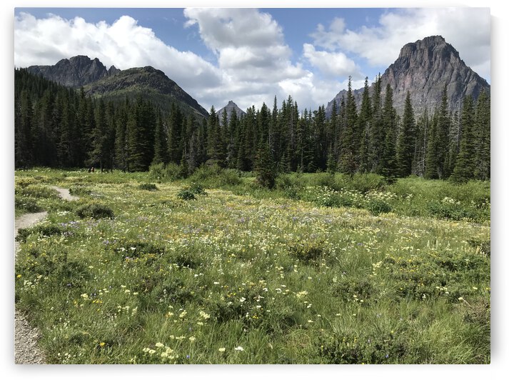 Wild flowers by 406Upland