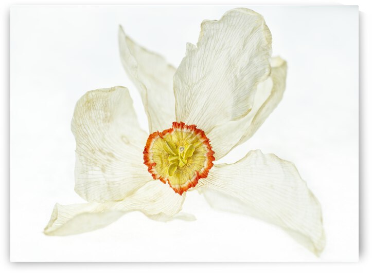 Dried Poets Daffodile 1 by Iris H Richardson