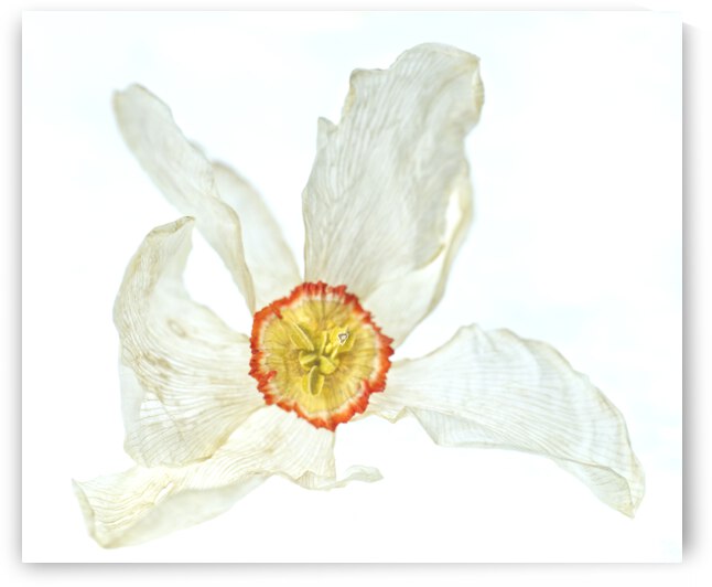 Dried Poet Daffodile 2 by Iris H Richardson