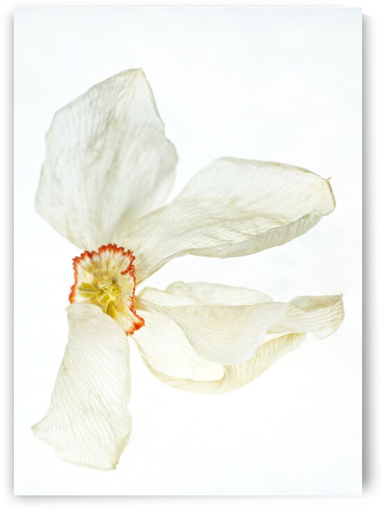 Poet Daffodile Dried 3 by Iris H Richardson