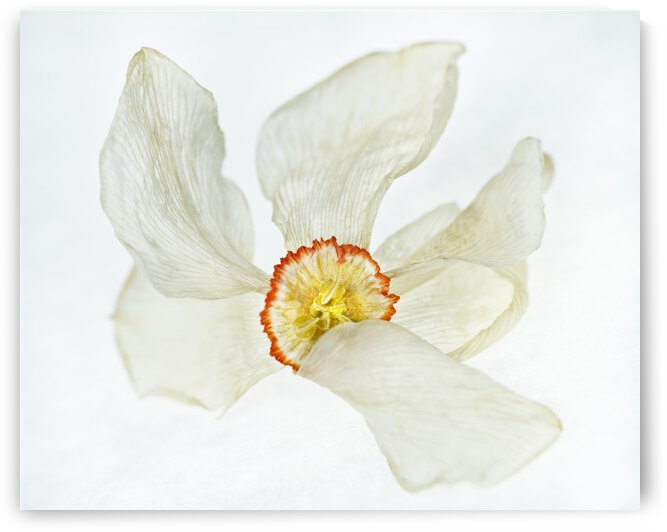 Poet Daffadile  Dried 4 by Iris H Richardson