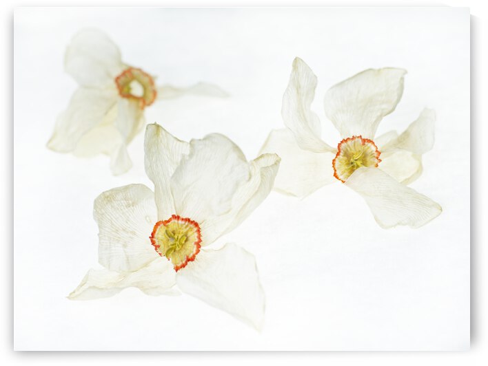 Dried Poem Daffodiles 5 by Iris H Richardson