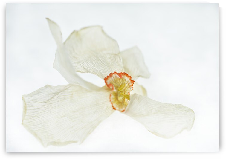 Poem Daffodile Dried Number 6 by Iris H Richardson