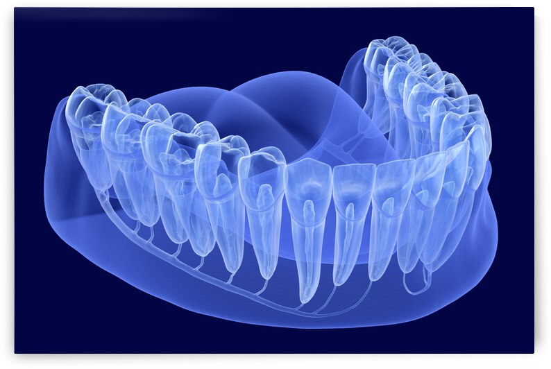 Teeth root anatomy Xray view by Alex Mit
