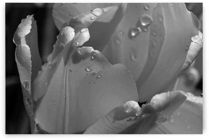 BW Extreme Closeup Tulips of the Netherlands 26 in the Art in Flowers Special Collection of William Robert Stanek for the Dutch Tulip Mania Series by 360 Studios