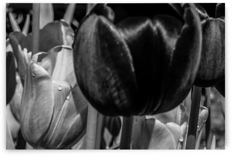 BW Extreme Closeup Tulips of the Netherlands 25 in the Art in Flowers Special Collection of William Robert Stanek for the Dutch Tulip Mania Series by 360 Studios