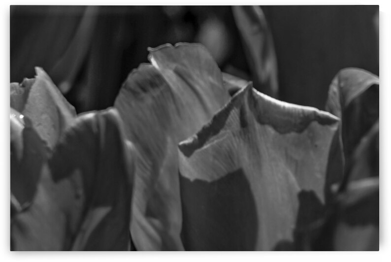 BW Extreme Closeup Tulips of the Netherlands  21 in the Art in Flowers Special Collection of William Robert Stanek for the Dutch Tulip Mania Series by 360 Studios