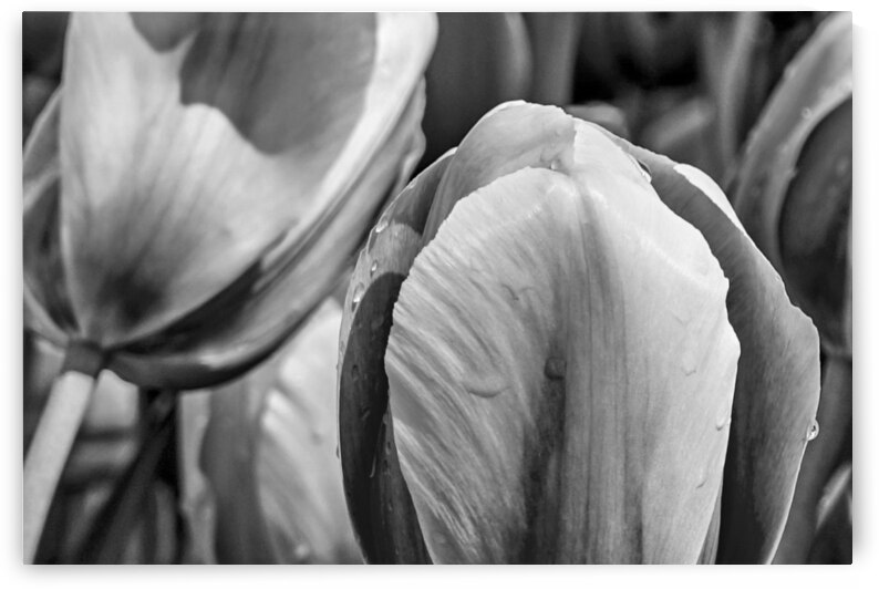 BW Extreme Closeup Tulips of the Netherlands 24 in the Art in Flowers Special Collection of William Robert Stanek for the Dutch Tulip Mania Series by 360 Studios