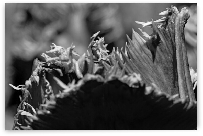BW Extreme Closeup Tulips of the Netherlands  20 in the Art in Flowers Special Collection of William Robert Stanek for the Dutch Tulip Mania Series by 360 Studios