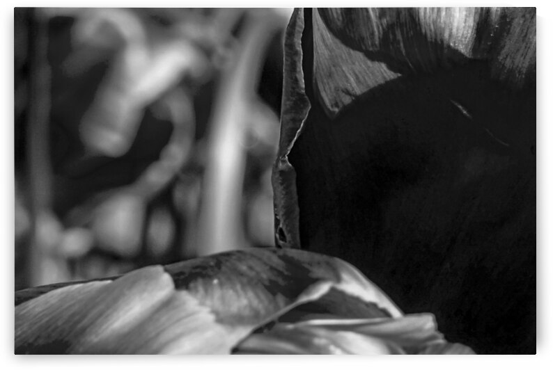 BW Extreme Closeup Tulips of the Netherlands 23 in the Art in Flowers Special Collection of William Robert Stanek for the Dutch Tulip Mania Series by 360 Studios