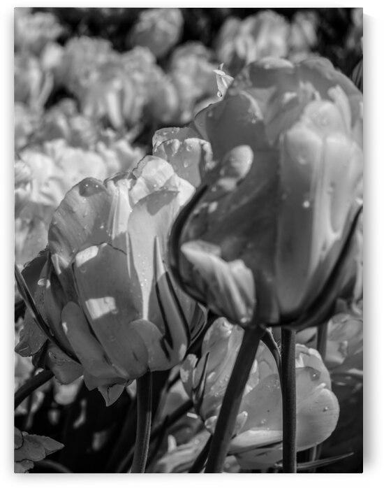 BW Beautiful Spring Tulips from Keukenhof in Holland Long Exposure 12 of 23 by 360 Studios