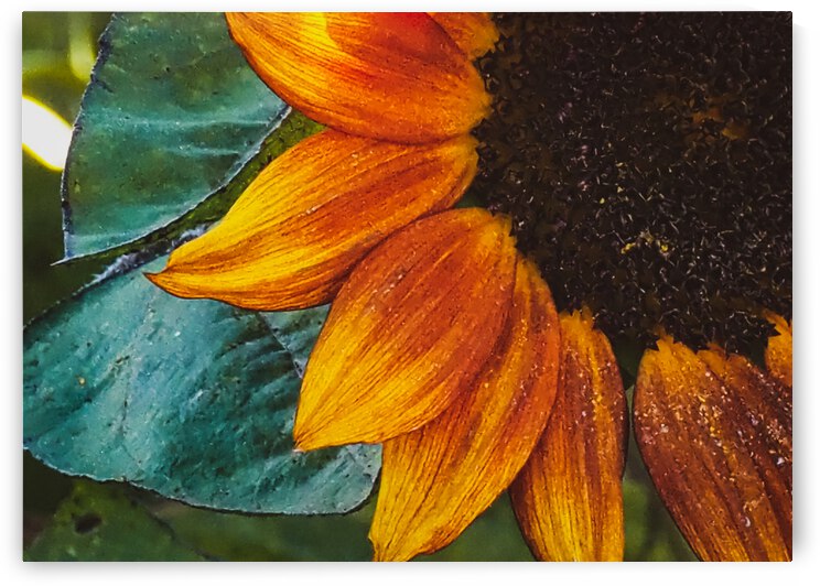 fall petals by Lisa Drew