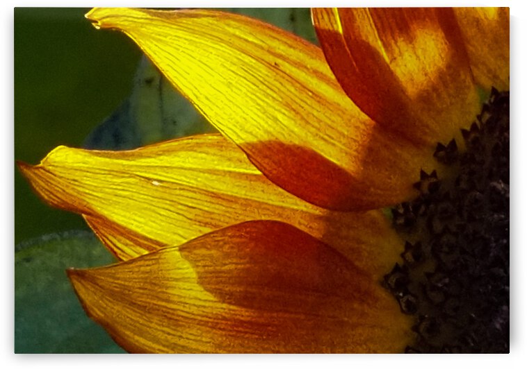 Petal Glow by Lisa Drew