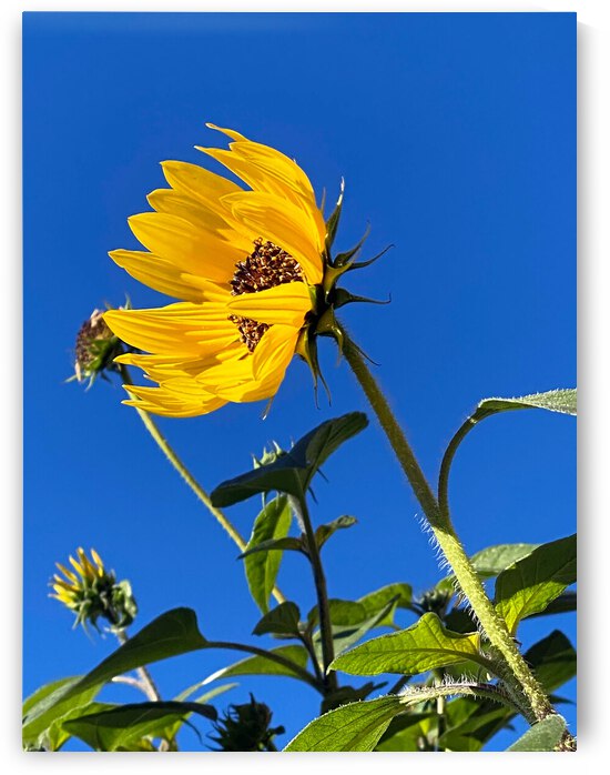 sunny skies above by Lisa Drew