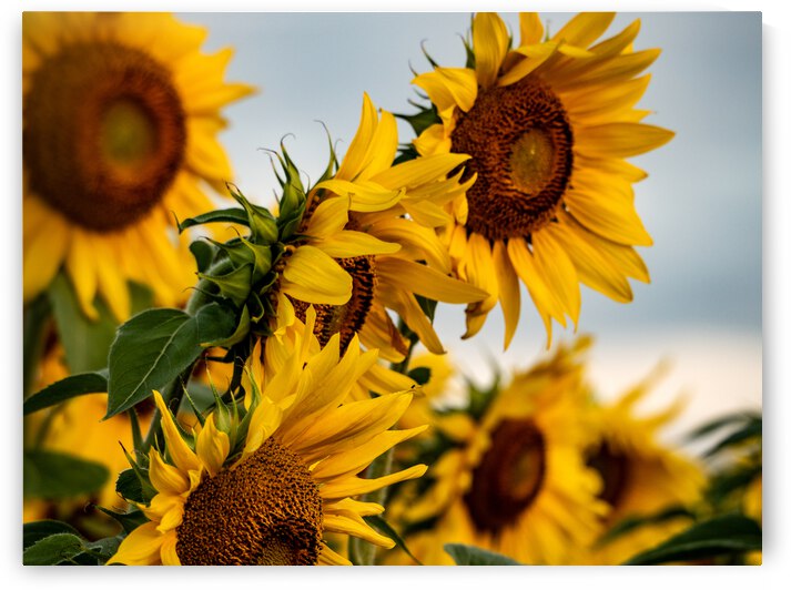 dancing in the sun by Lisa Drew