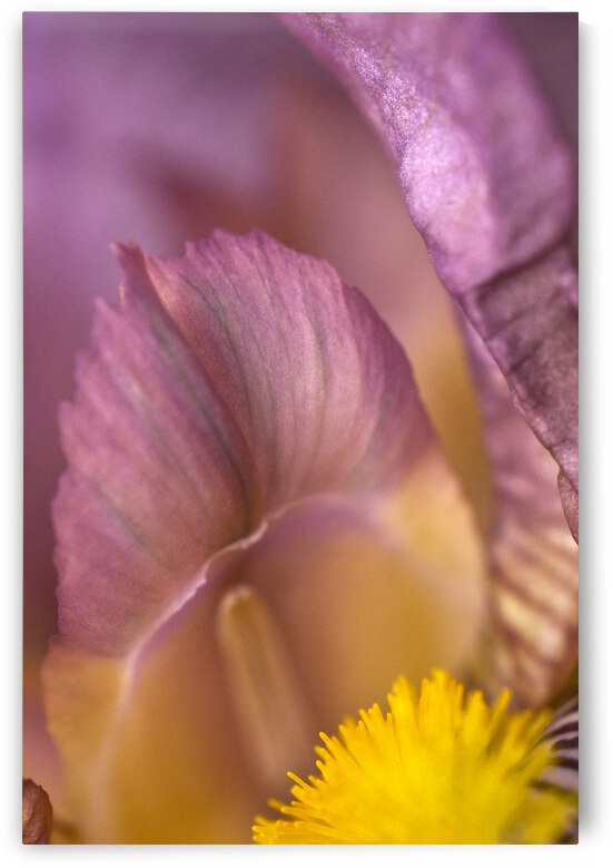 Purple Iris Abstract Vertical by Iris H Richardson
