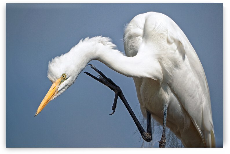 Great Egret Scratching an Itch by Bill Swartwout Photography