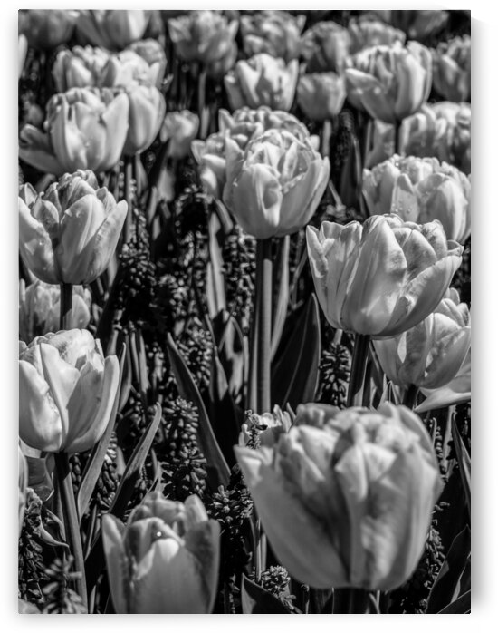 BW Spring Tulips from Keukenhof in the Netherlands Long Exposure 8 of 23 by 360 Studios