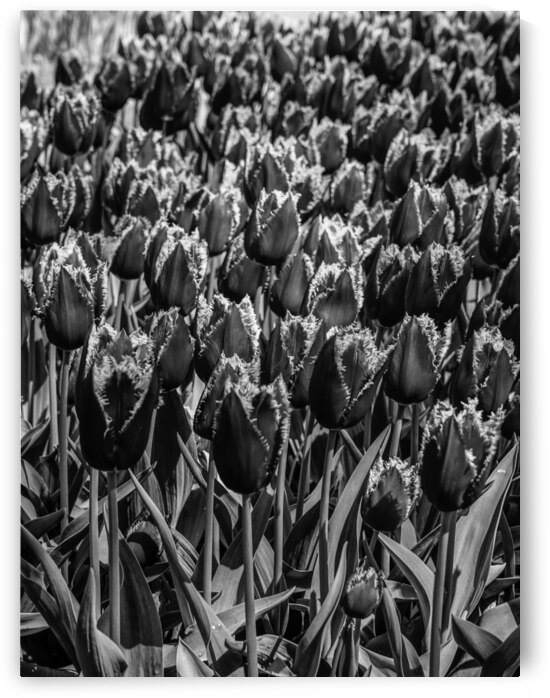 BW Spring Tulips from Keukenhof in the Netherlands Long Exposure 9 of 23 by 360 Studios