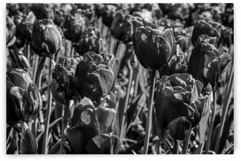 BW Spring Tulips from Keukenhof in the Netherlands Long Exposure 6 of 23 by 360 Studios