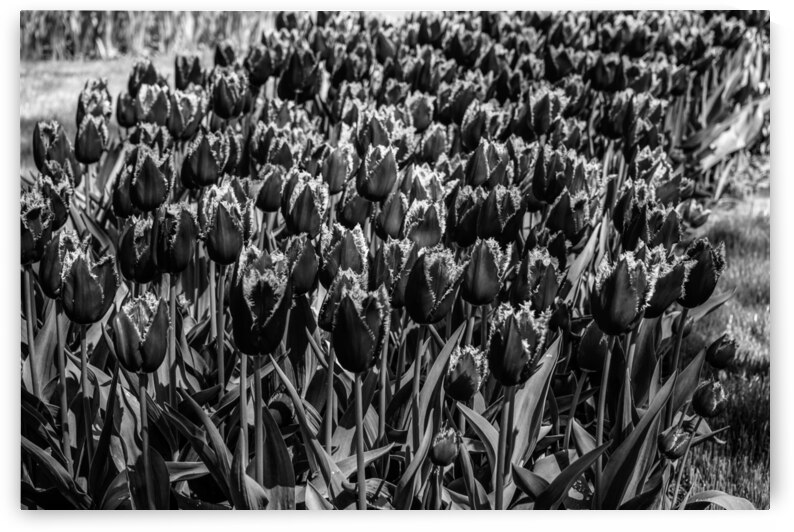 BW Spring Tulips from Keukenhof in the Netherlands Long Exposure 7 of 23 by 360 Studios