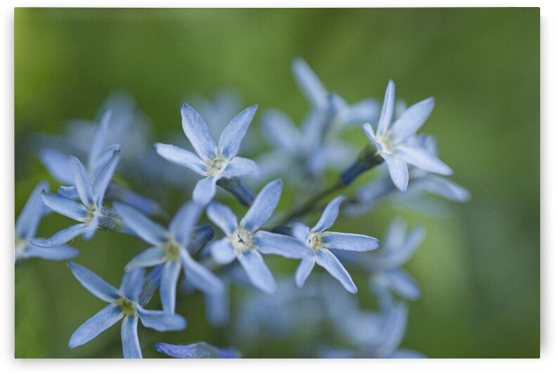 Threadleaf Bluestar Cluster Flower by Iris H Richardson