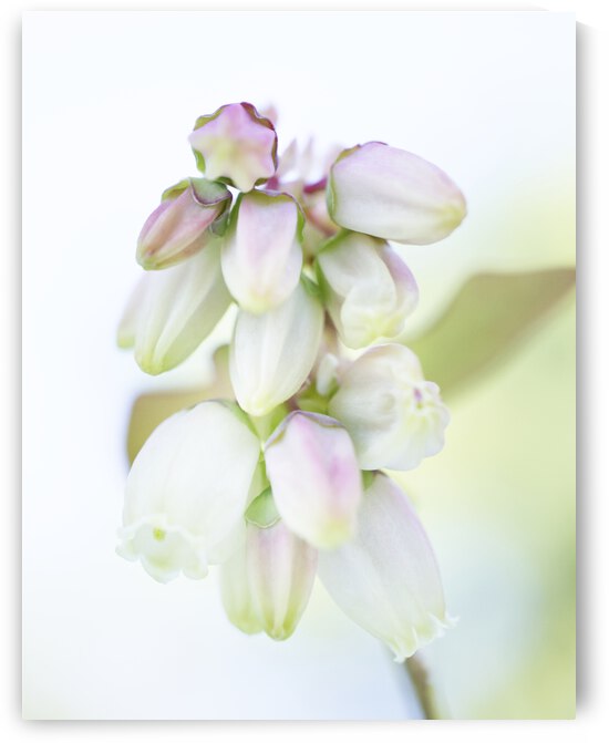 White and Pink Blueberry Blossoms High Key by Iris H Richardson