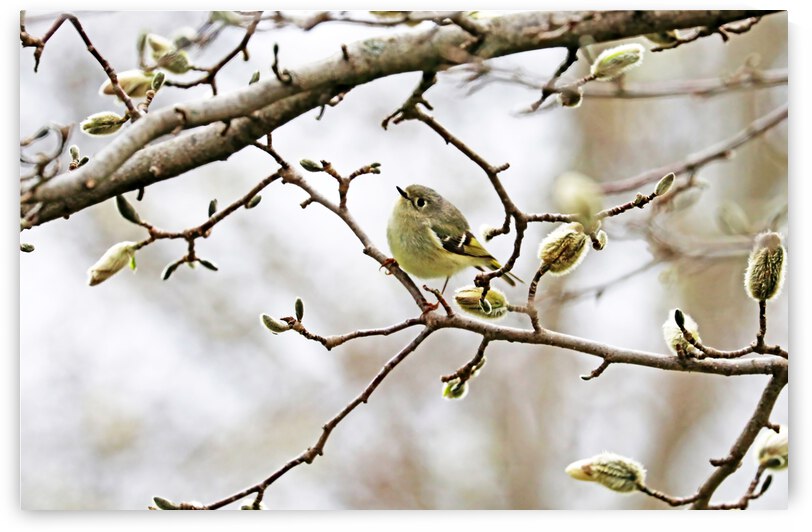 Kinglet And Magnolia by Deb Oppermann