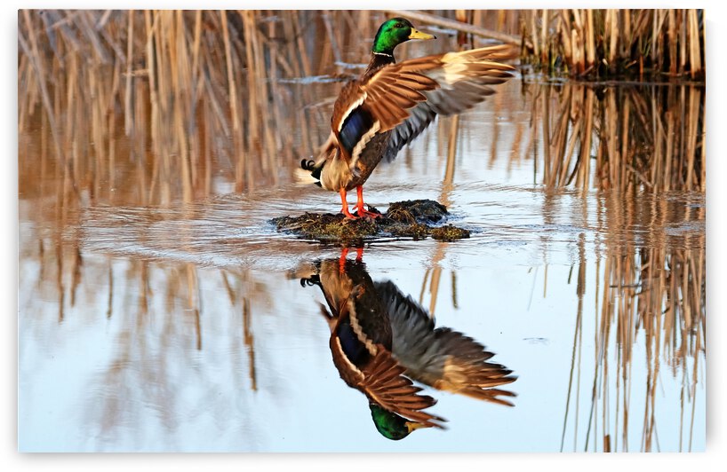 Drake Mallard Showing Off by Deb Oppermann
