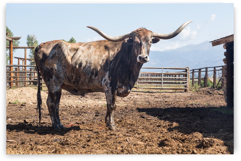Old Longhorn bull in paddock by Steve Heap