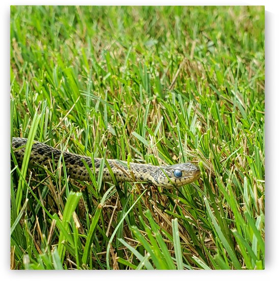 Snake Life by The NC Geek