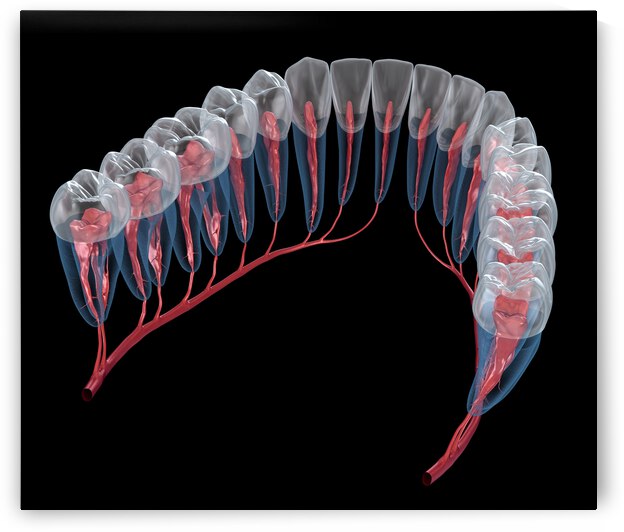 Dental root anatomy Xray view by Alex Mit