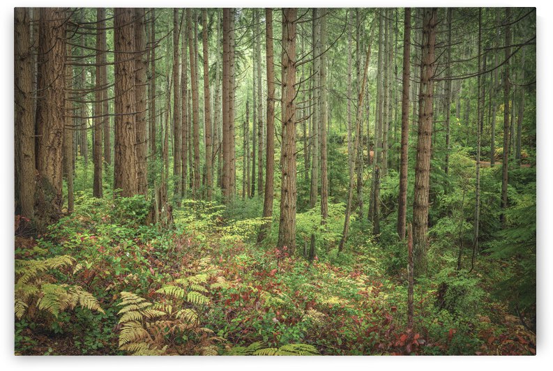 Autum beauty by Louis Ruth Photography