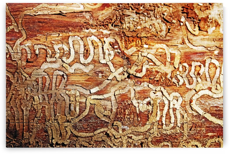 Artistic Insect Trails by Deb Oppermann